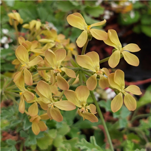 Pelargonium Gibbosum